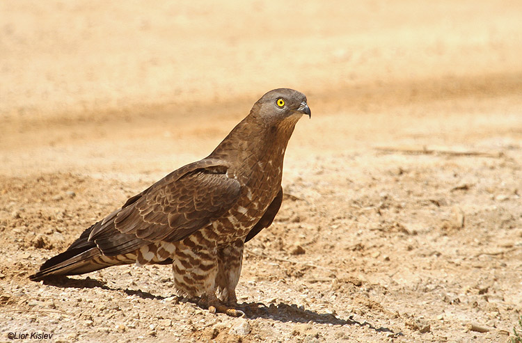    Honey Buzzard  Pernis  apivorus ,Ketura, Arava valley ,May   2010. Lior Kislev     